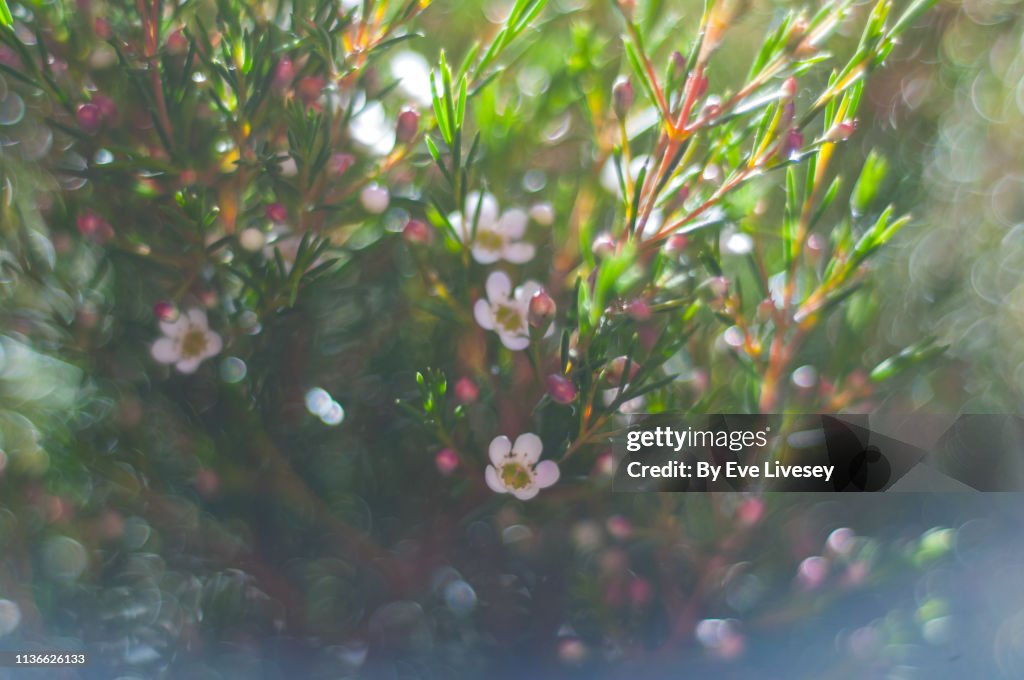 Chamelaucium Uncinatum Flowers