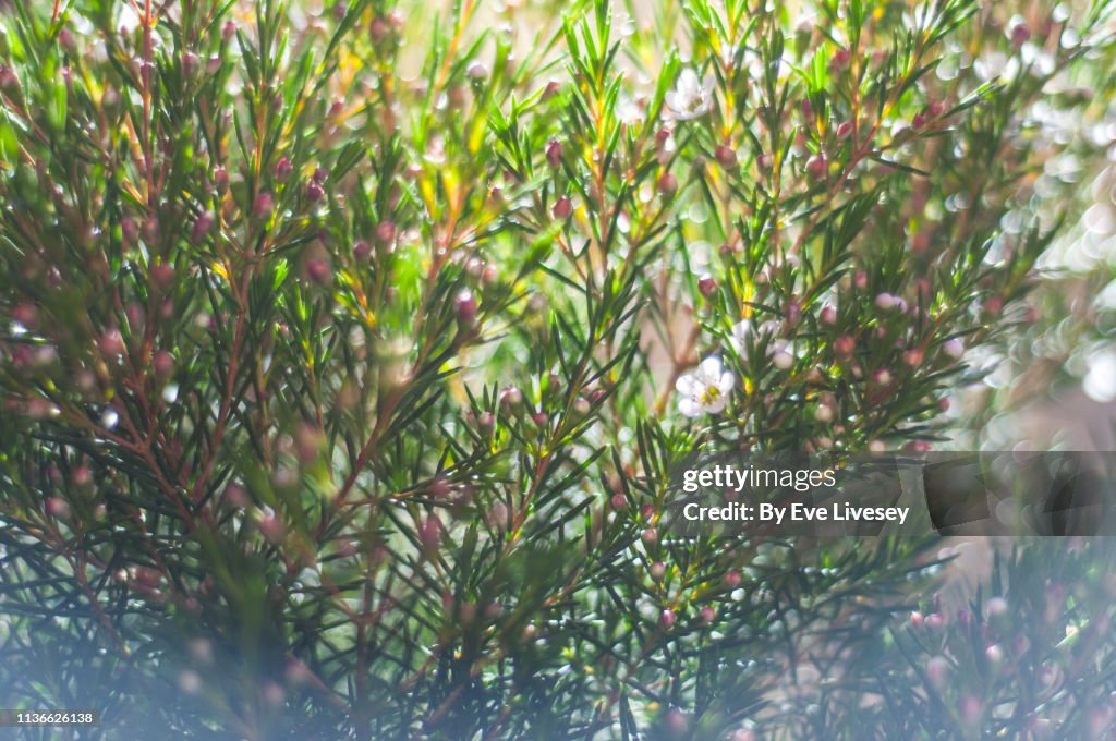 Chamelaucium Uncinatum Flowers