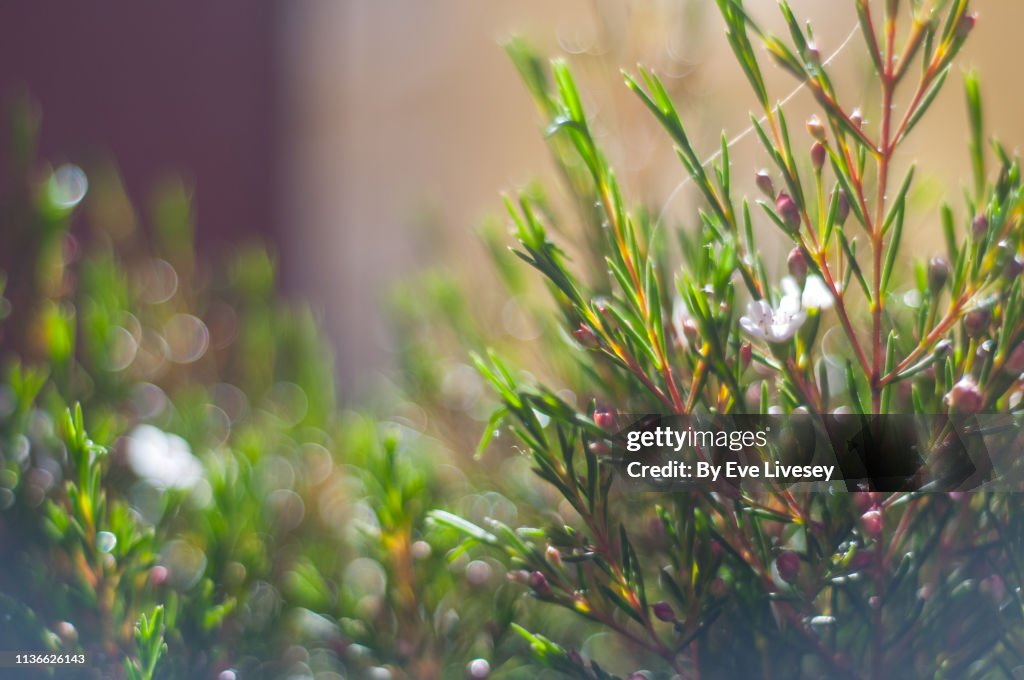 Chamelaucium Uncinatum Flowers
