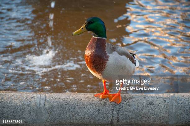 male mallard in sunset light - webbed foot stock pictures, royalty-free photos & images