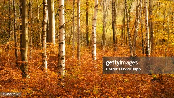 autumnal trees in the lake district, cumbria, united kingdom - equinox stockfoto's en -beelden