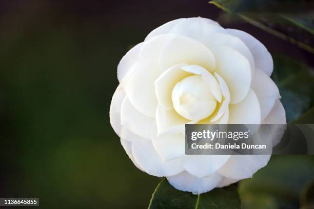 beautiful white camellia - camellia bildbanksfoton och bilder