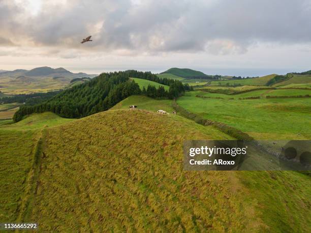 drone view of typical azores landscape coastal with cows in a rural aerial view. bird eye view, aerial panoramic point of view. portugal scenic destination. - cow eye - fotografias e filmes do acervo