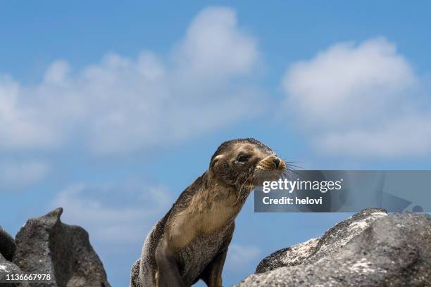 sea lion in galapagos - seal pup stock pictures, royalty-free photos & images