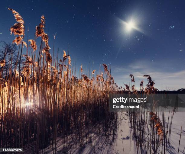 41,210 Stars Reed Stock Photos, High-Res Pictures, and Images - Getty ...