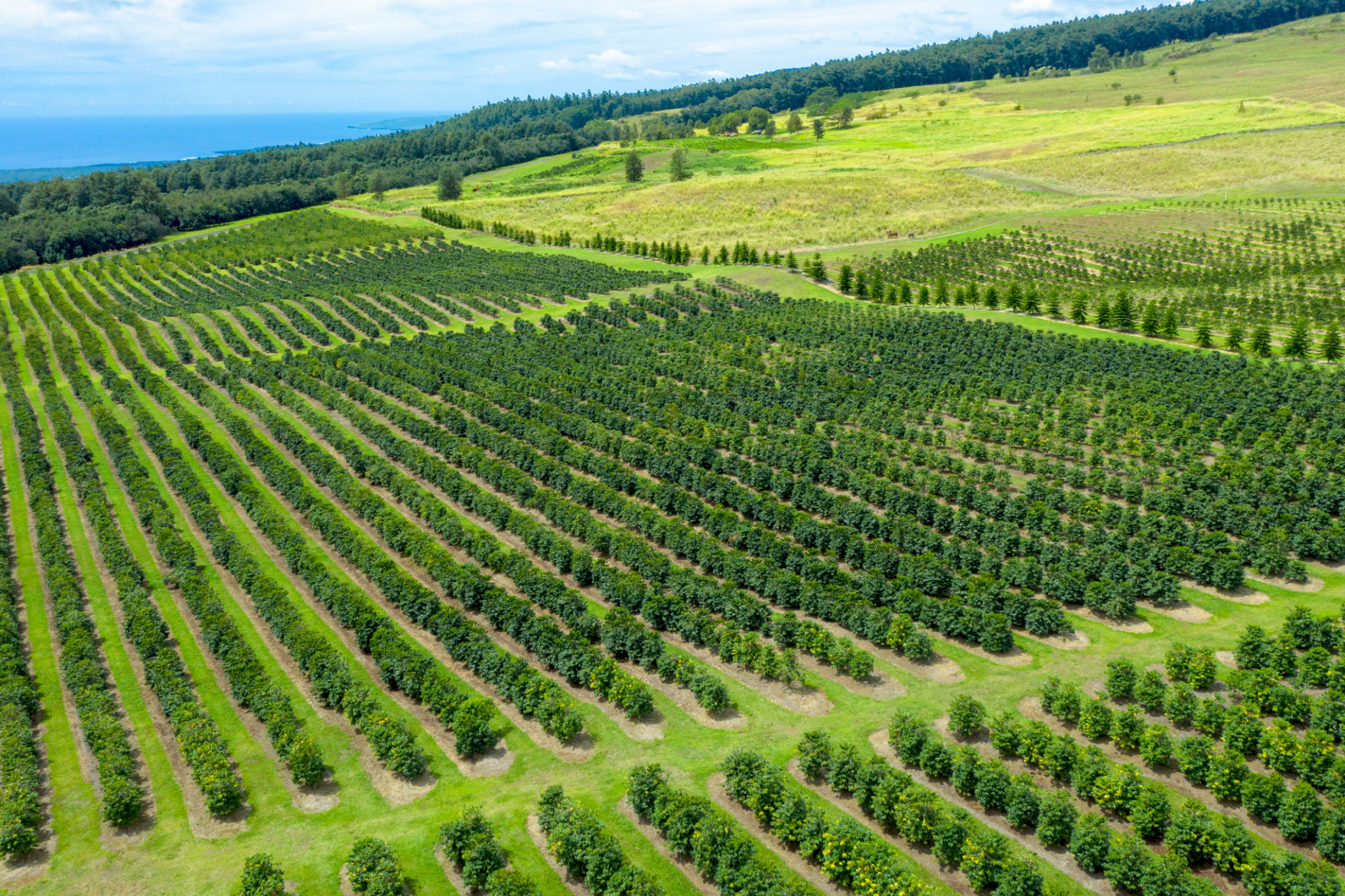 hawaii farms