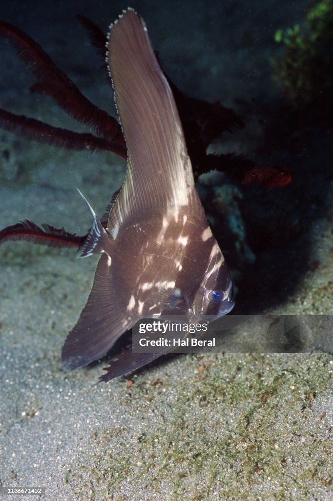 Batavian Spadefish intermediate form