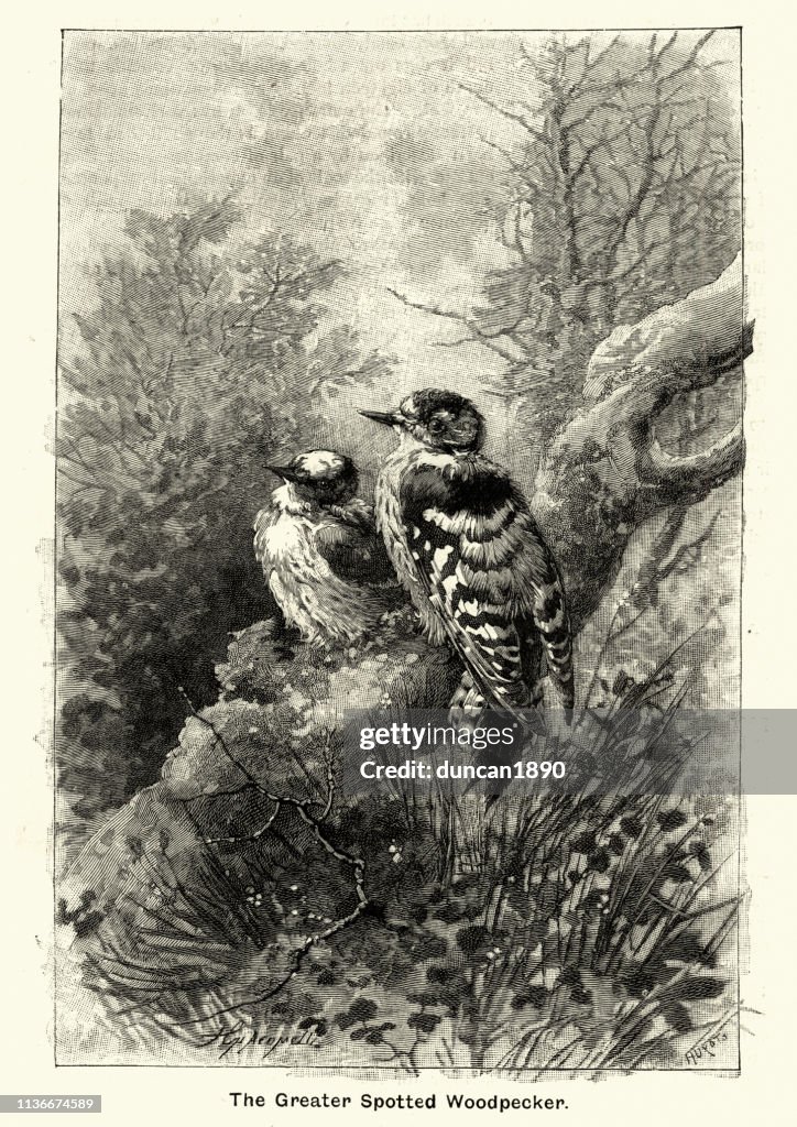 Woodcut engraving of Greater Spotted Woodpecker, Victorian 19th Century
