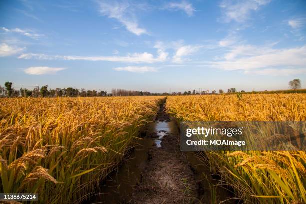 China Rice Farm Photos and Premium High Res Pictures - Getty Images