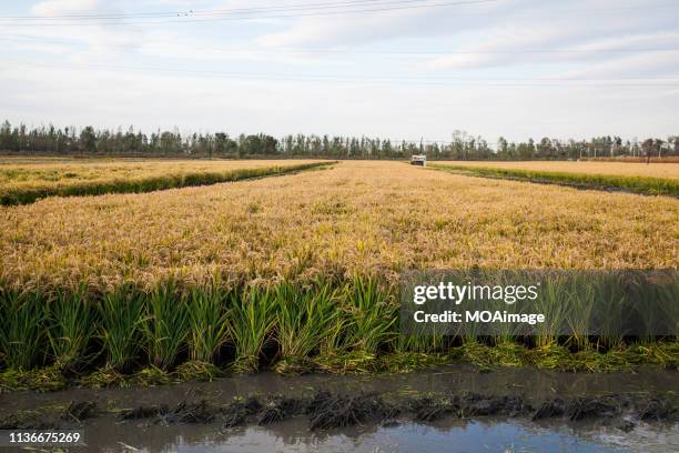 5,717 田んぼ 秋 Stock Photos, High-Res Pictures, and Images - Getty Images