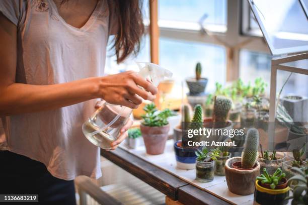 zakenvrouw water geven sappige planten in de winkel - succulent plant stockfoto's en -beelden