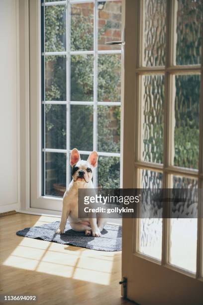 4 months old french bulldog sunbathing by the door - dog waiting stock pictures, royalty-free photos & images