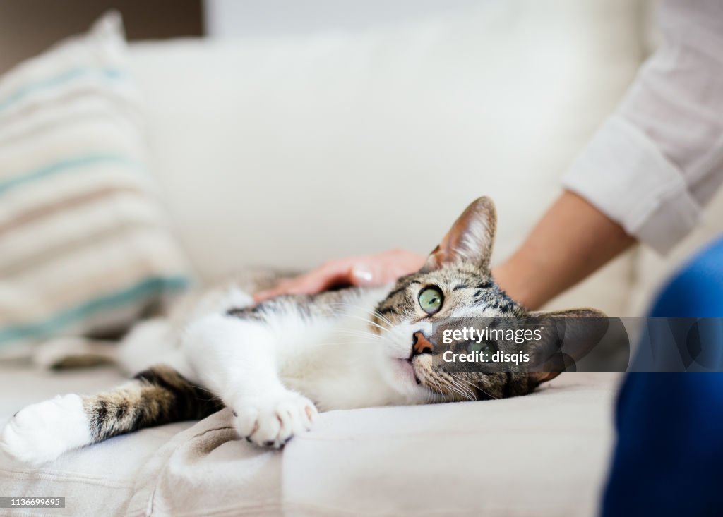 Happy cat and woman on bed cuddling