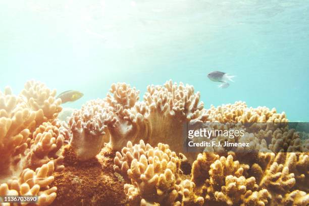 seascape with coral and fishes in great barrier reef, australia - korallenfarbig stock-fotos und bilder