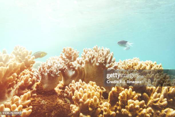 seascape with coral and fishes in great barrier reef, australia - meeresfisch stock-fotos und bilder