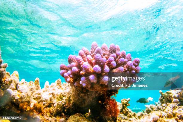 close-up of lilac coral in great barrier reef - coral colored photos et images de collection