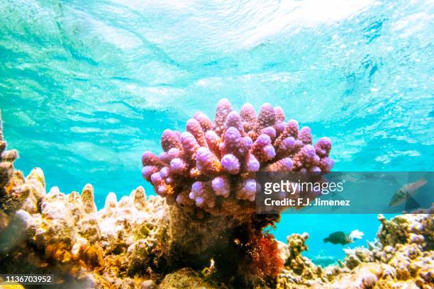 close-up of lilac coral in great barrier reef - coral imagens e fotografias de stock
