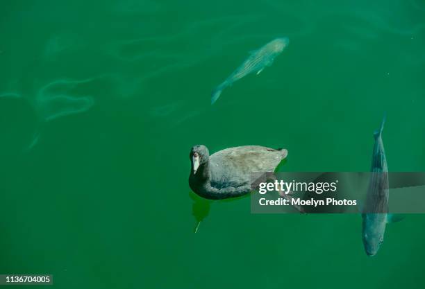 american coot and striped bass - wild striped bass stock pictures, royalty-free photos & images