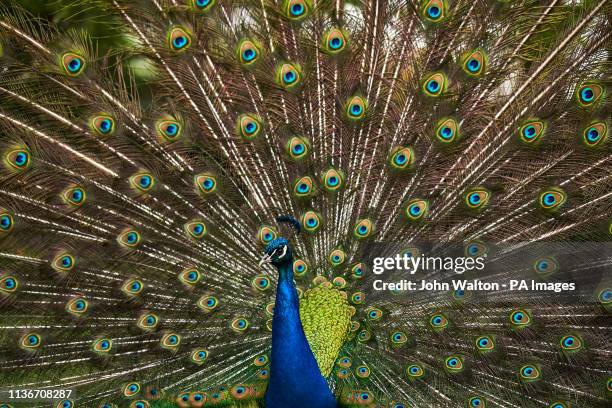 Peacock in Kyoto Garden in Holland Park, London.