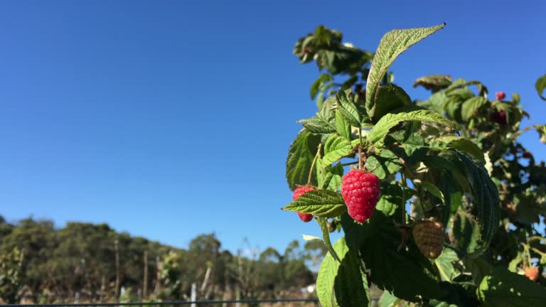 Australian Raspberry Bush 5,170 Australian Bush Stock Videos, Footage, & 4K Video Clips - Getty ...
