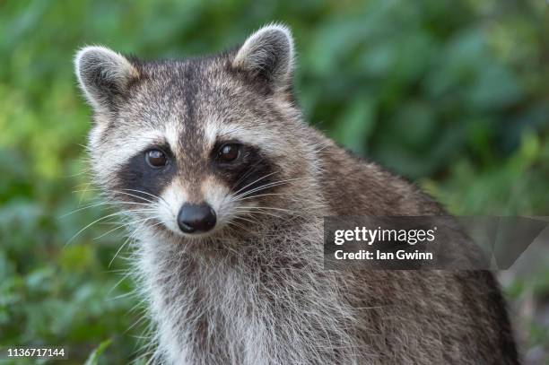 raccoon_2 - ian gwinn stock pictures, royalty-free photos & images