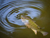 Tilapia fish swimming on surface in the water river live in natural for oxygen in summer day