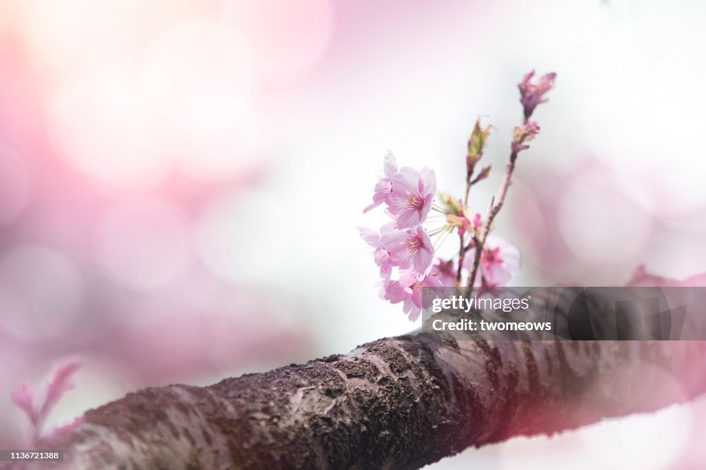 Pink cherry blossom on tree.