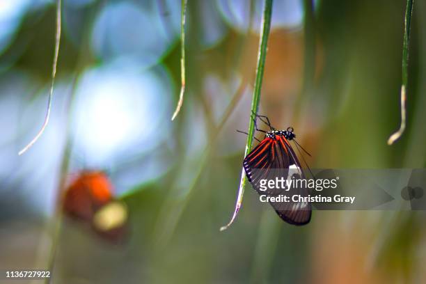doris longwing butterfly - broomfield colorado stock pictures, royalty-free photos & images