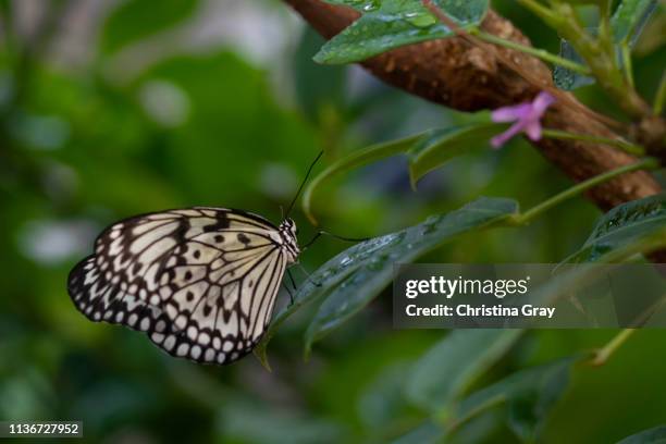 beautiful black and white butterfly - broomfield colorado stock pictures, royalty-free photos & images