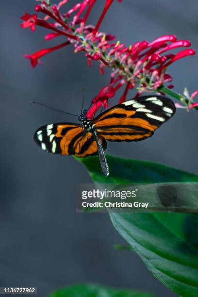 orange and black butterfly with pink flowers - broomfield colorado stock pictures, royalty-free photos & images