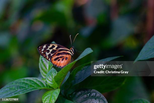 close-up orange and black butterfly - broomfield colorado stock pictures, royalty-free photos & images