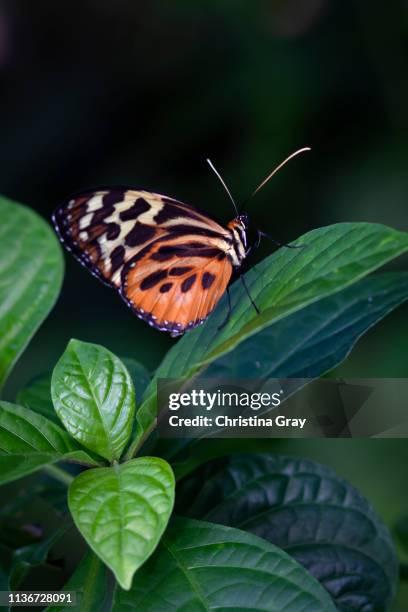 close-up orange and black butterfly - broomfield colorado stock pictures, royalty-free photos & images