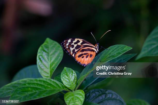 close-up orange and black butterfly - broomfield colorado stock pictures, royalty-free photos & images