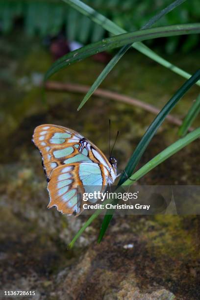 beautiful blue and tan butterfly - broomfield colorado stock pictures, royalty-free photos & images