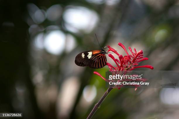 black, white, and red butterfly with pink flowers - broomfield colorado stock pictures, royalty-free photos & images