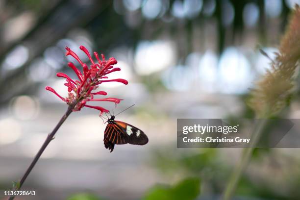 black, white, and red butterfly with pink flowers - broomfield colorado stock pictures, royalty-free photos & images