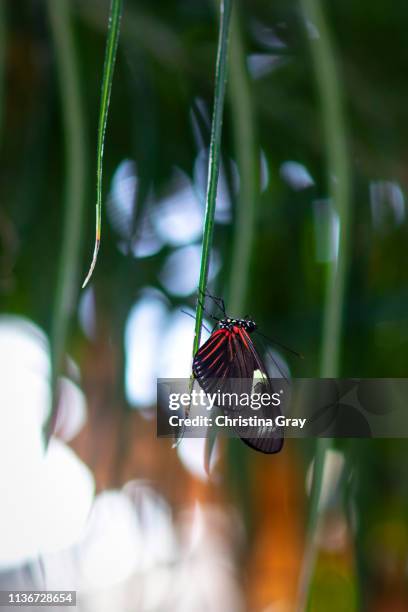 small black and red butterfly - broomfield colorado stock pictures, royalty-free photos & images