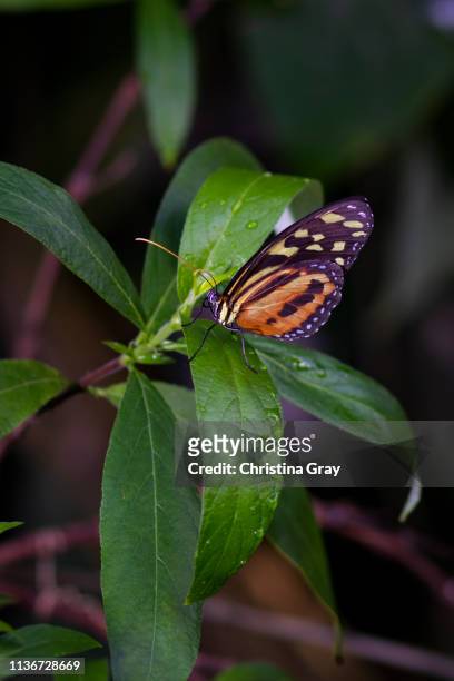 close-up orange and black butterfly - broomfield colorado stock pictures, royalty-free photos & images