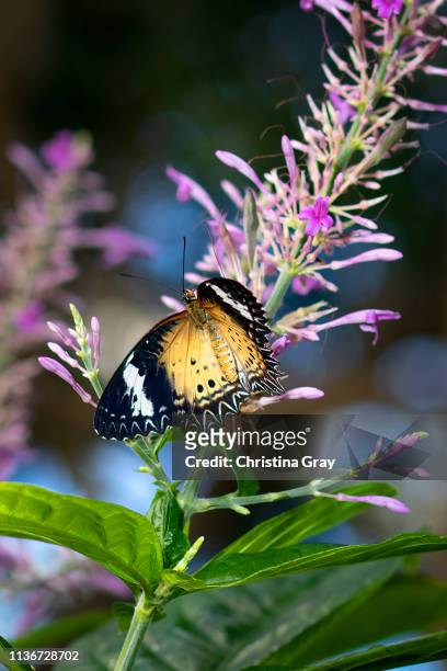 butterfly with pink flowers - broomfield colorado stock pictures, royalty-free photos & images
