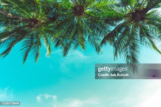 coconut palm trees, beautiful tropical background, vintage filte - bermuda beach imagens e fotografias de stock