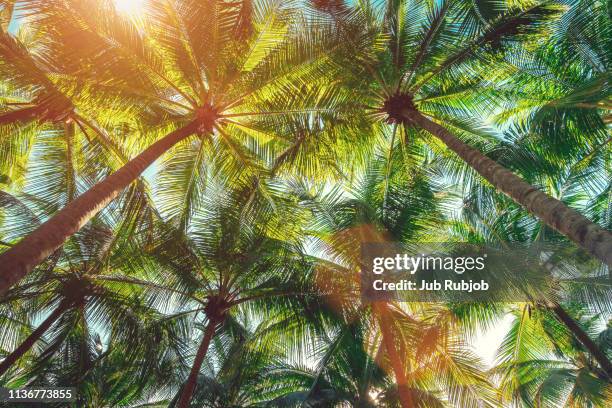 coconut palm trees on the beach ,summer concept background, travel concept - hawaii islands bildbanksfoton och bilder