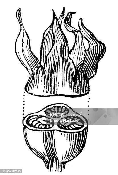 ilustrações, clipart, desenhos animados e ícones de campanula ou planta bellflower - campanula liliaceae