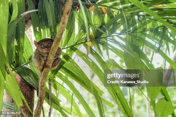philippine tarsier - world smallest primate - bohol stock pictures, royalty-free photos & images
