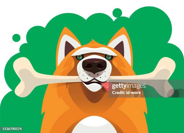 dog holding bone - pomeranian stock illustrations