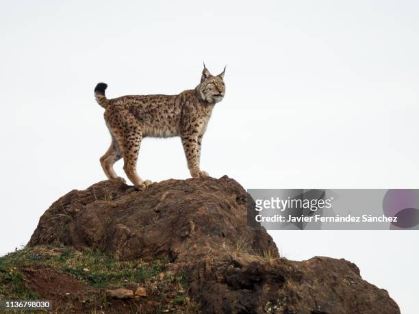 a female eurasian lynx standing out above the cloudy sky on a rock. lyns lynx. - eurasian lynx stock-fotos und bilder