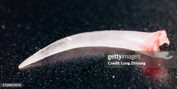 closeup of poison snake teeth - fang stock pictures, royalty-free photos & images
