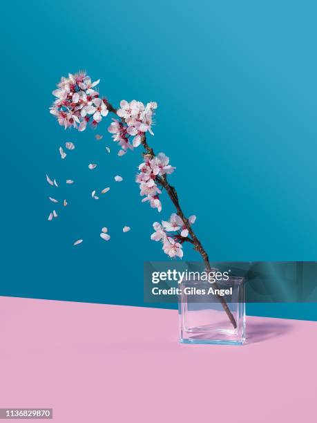 cherry blossom and glass jar - cherry blossom fotografías e imágenes de stock