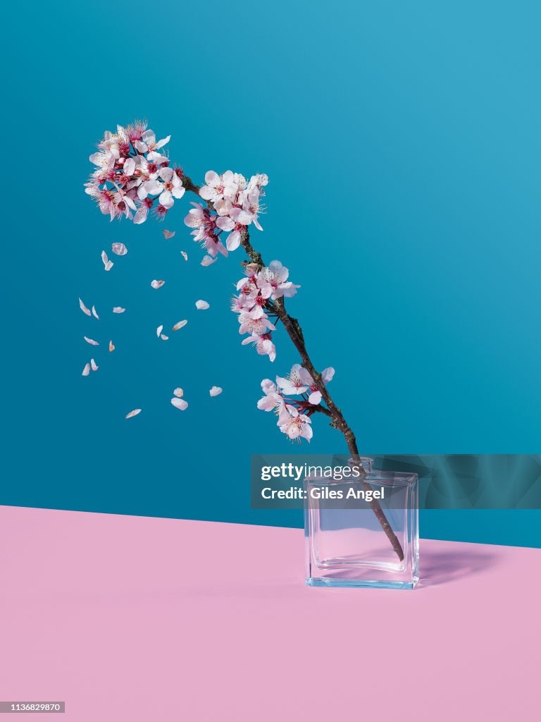 Cherry Blossom and glass jar