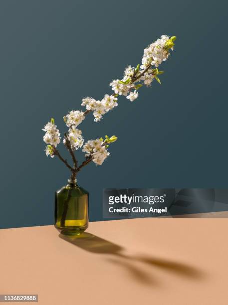 blossom in glass bottle - still life foto e immagini stock