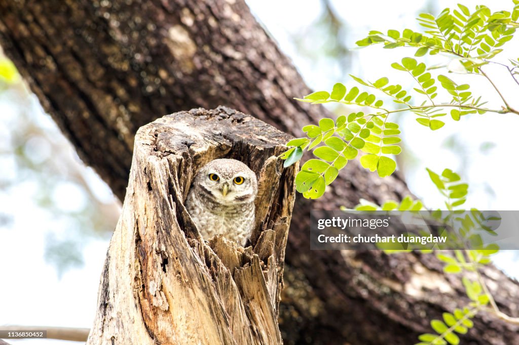 Close up of Spotted owlet(Athene brama)